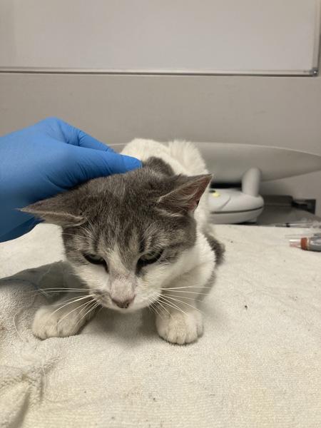 Enlarge Floofy, a Adoptable mixed breed in Winnipeg, MB image 1/1