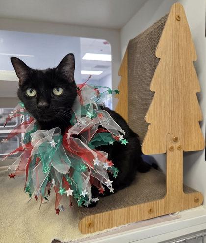 Enlarge Lotties, a Adoptable Domestic Short Hair in Atlanta, GA image 1/3