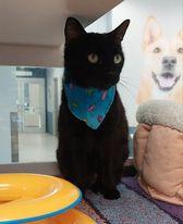 Lotties, a Adoptable Domestic Short Hair in Atlanta, GA image 2/3