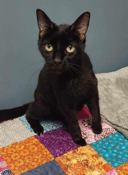 Lotties, a Adoptable Domestic Short Hair in Atlanta, GA image 3/3