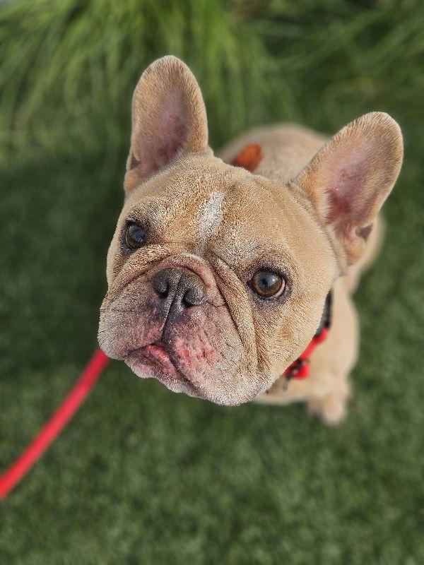 Tyson, Adoptable, Young Male French Bulldog.