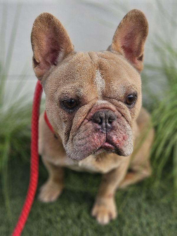 Enlarge Tyson, a Adoptable French Bulldog in San Clemente, CA image 2/6
