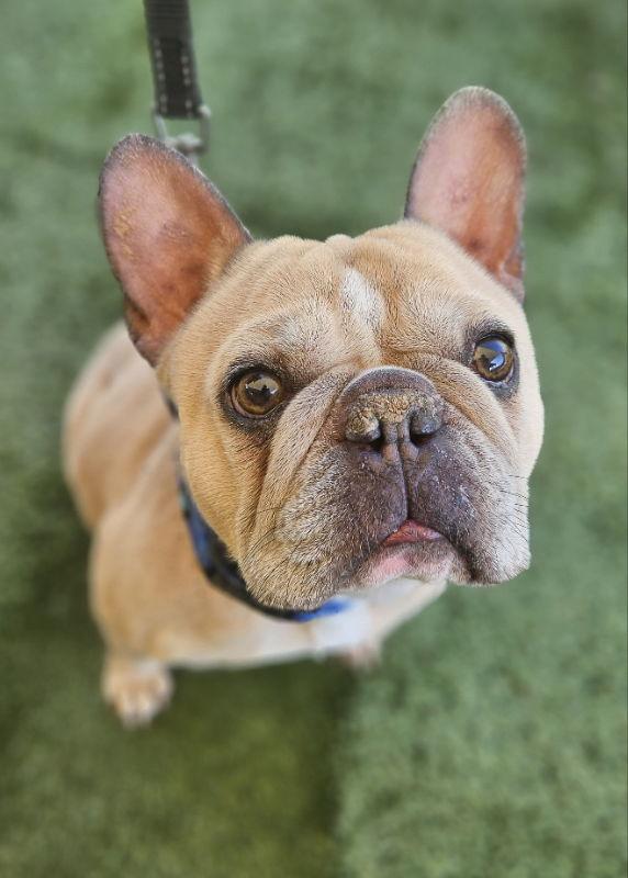 Enlarge Tyson, a Adoptable French Bulldog in San Clemente, CA image 3/6