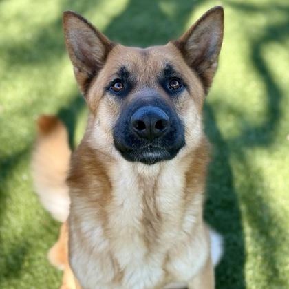 Enlarge Rusty, a ADOPTABLE mixed breed in Red Bluff, CA image 3/3