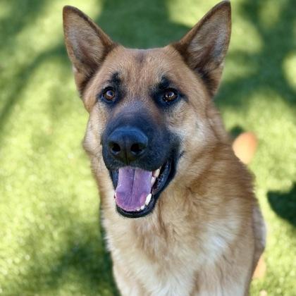Enlarge Rusty, a ADOPTABLE mixed breed in Red Bluff, CA image 1/3