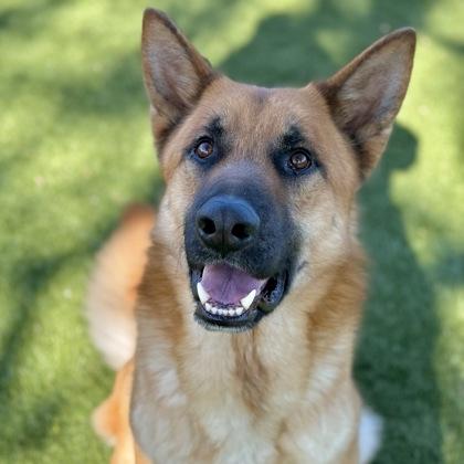 Enlarge Rusty, a ADOPTABLE mixed breed in Red Bluff, CA image 2/3