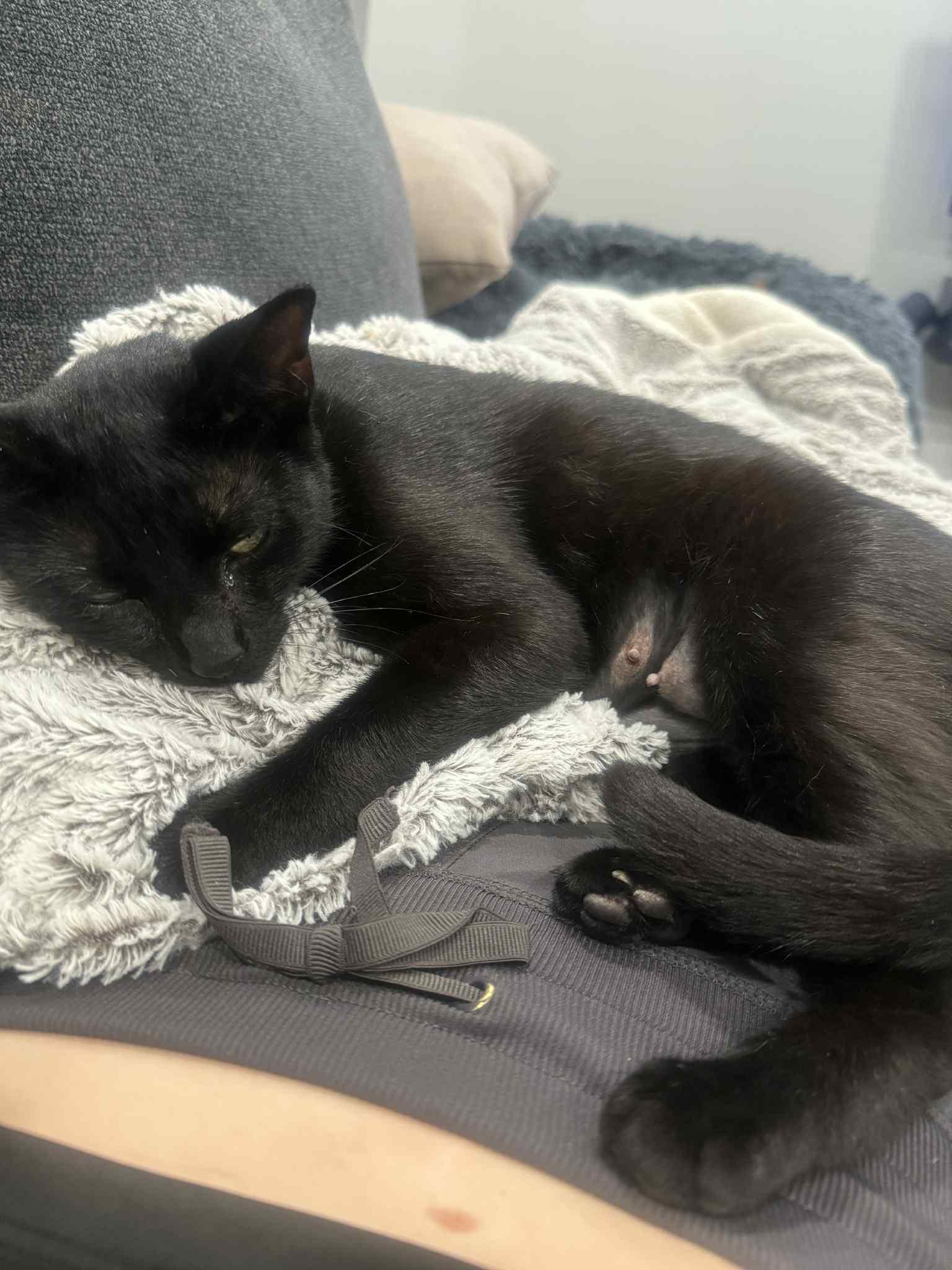 Enlarge Luna, a Adoptable Domestic Short Hair in Rochester, MN image 2/6