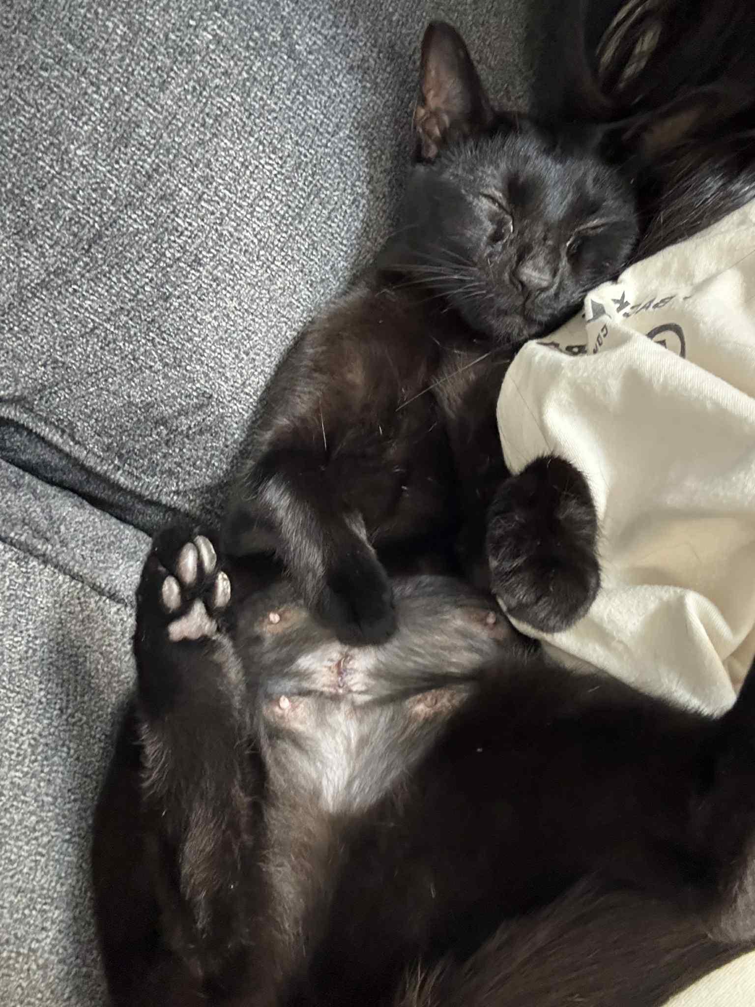 Enlarge Luna, a Adoptable Domestic Short Hair in Rochester, MN image 3/6