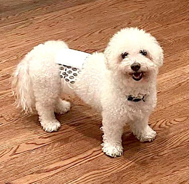 Reggie, Adopted, Senior Male Bichon Frise.