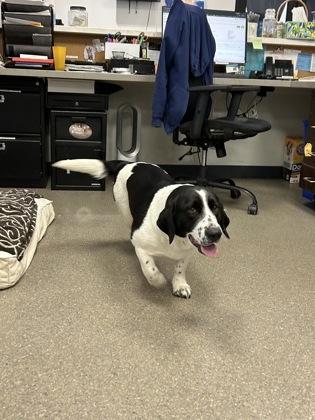 Enlarge Cricket, a ADOPTABLE mixed breed in Hamilton, MT image 1/2