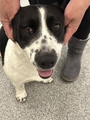 Enlarge Cricket, a ADOPTABLE mixed breed in Hamilton, MT image 2/2