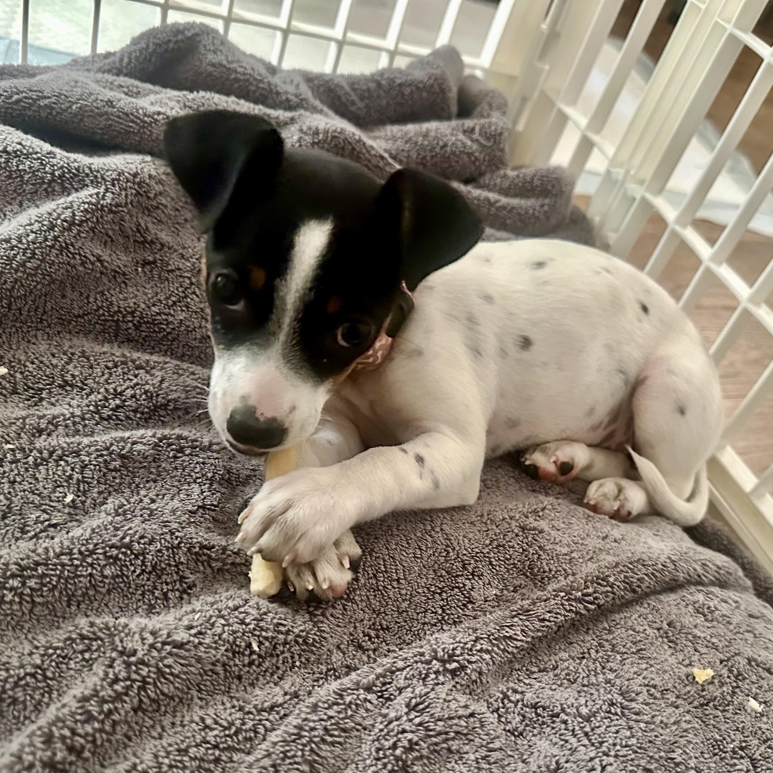 Sassy Pants, a ADOPTABLE mixed breed in Richmond, VA image 3/6