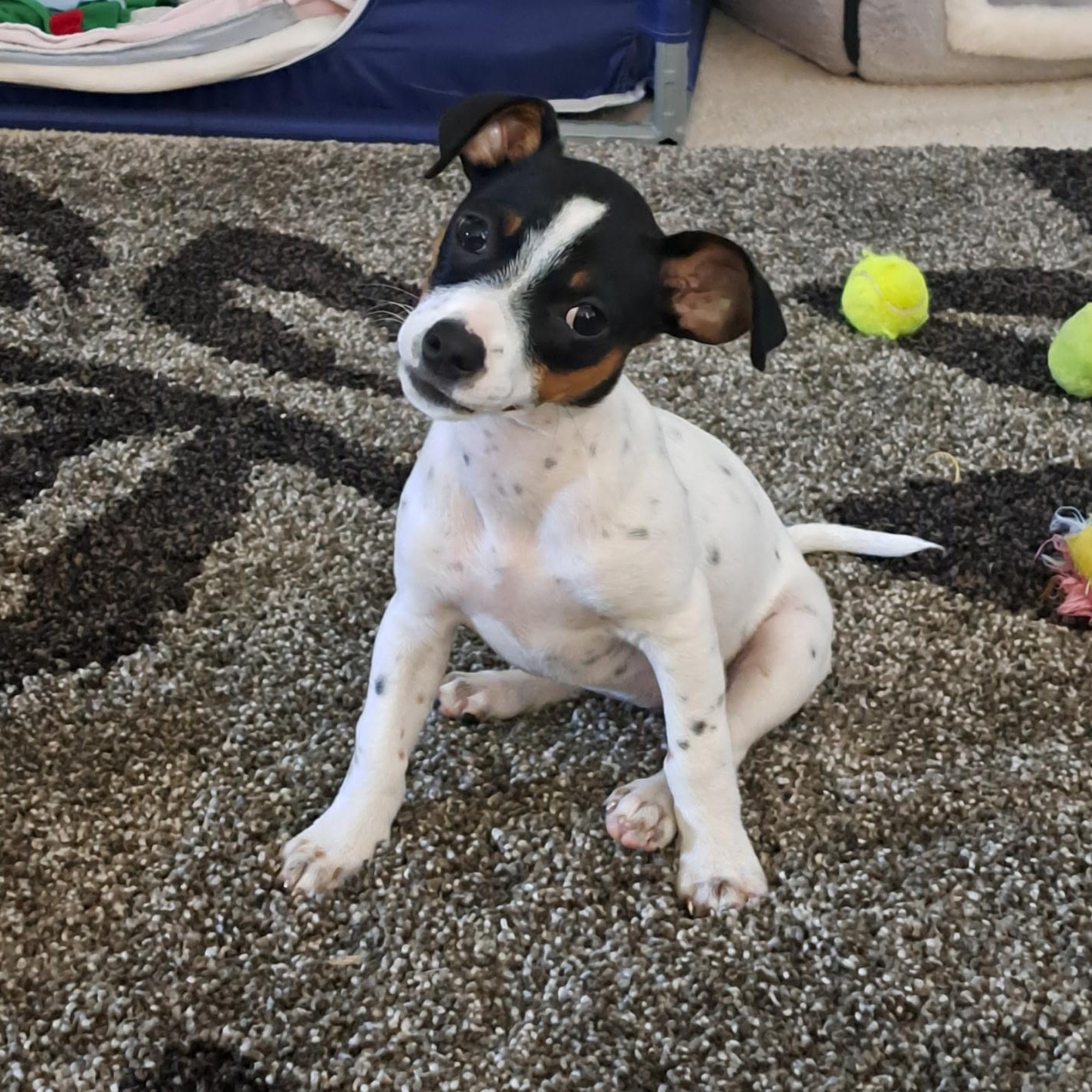Sassy Pants, a ADOPTABLE mixed breed in Richmond, VA image 2/6