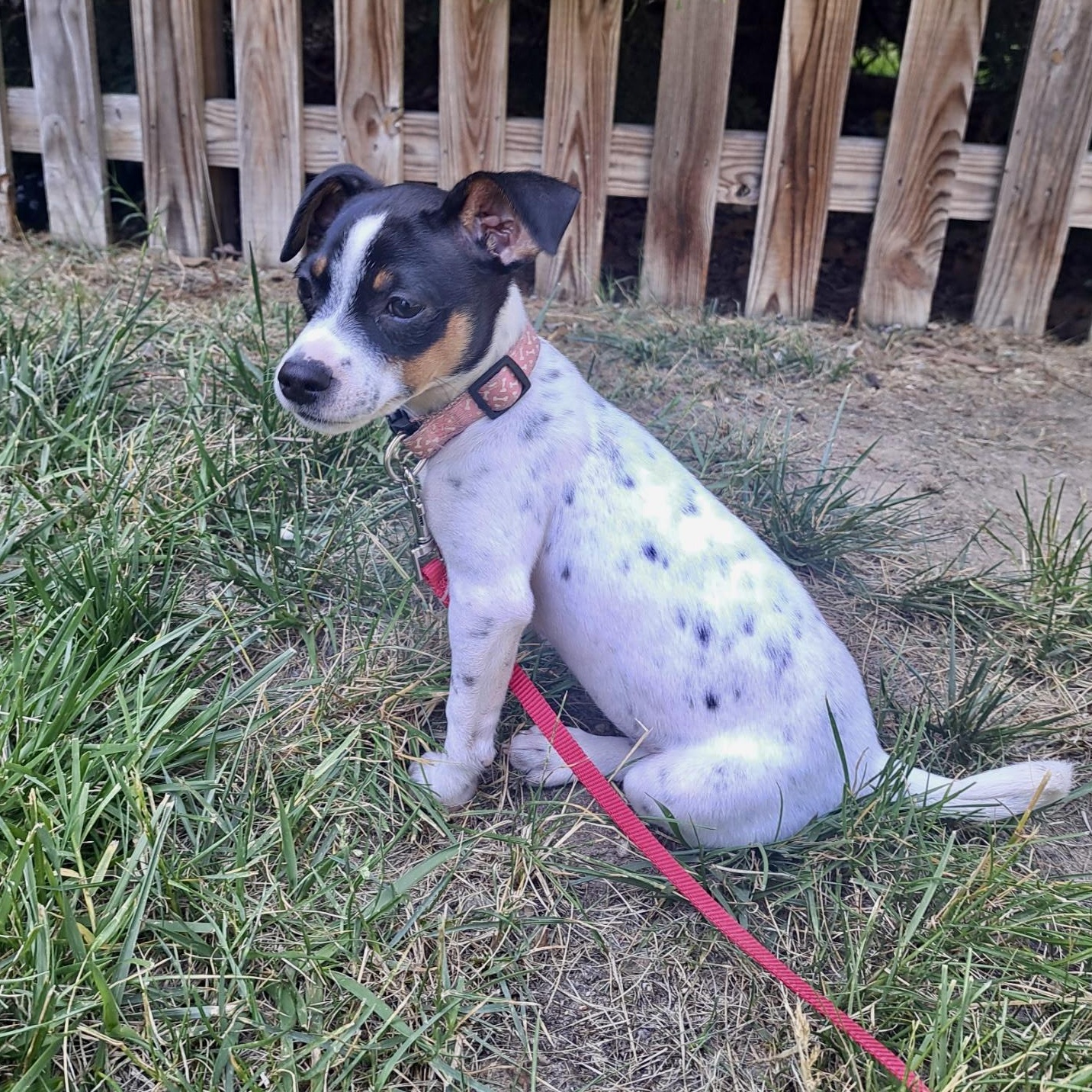 Sassy Pants, a ADOPTABLE mixed breed in Richmond, VA image 1/6