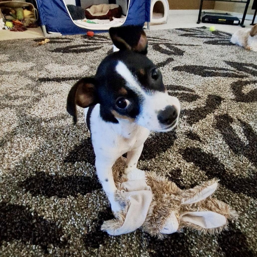 Sassy Pants, a ADOPTABLE mixed breed in Richmond, VA image 5/6