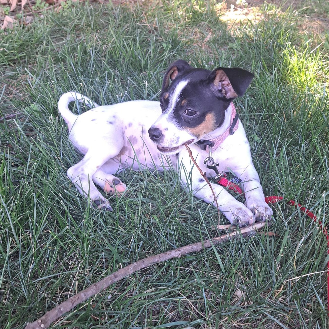 Sassy Pants, a ADOPTABLE mixed breed in Richmond, VA image 4/6