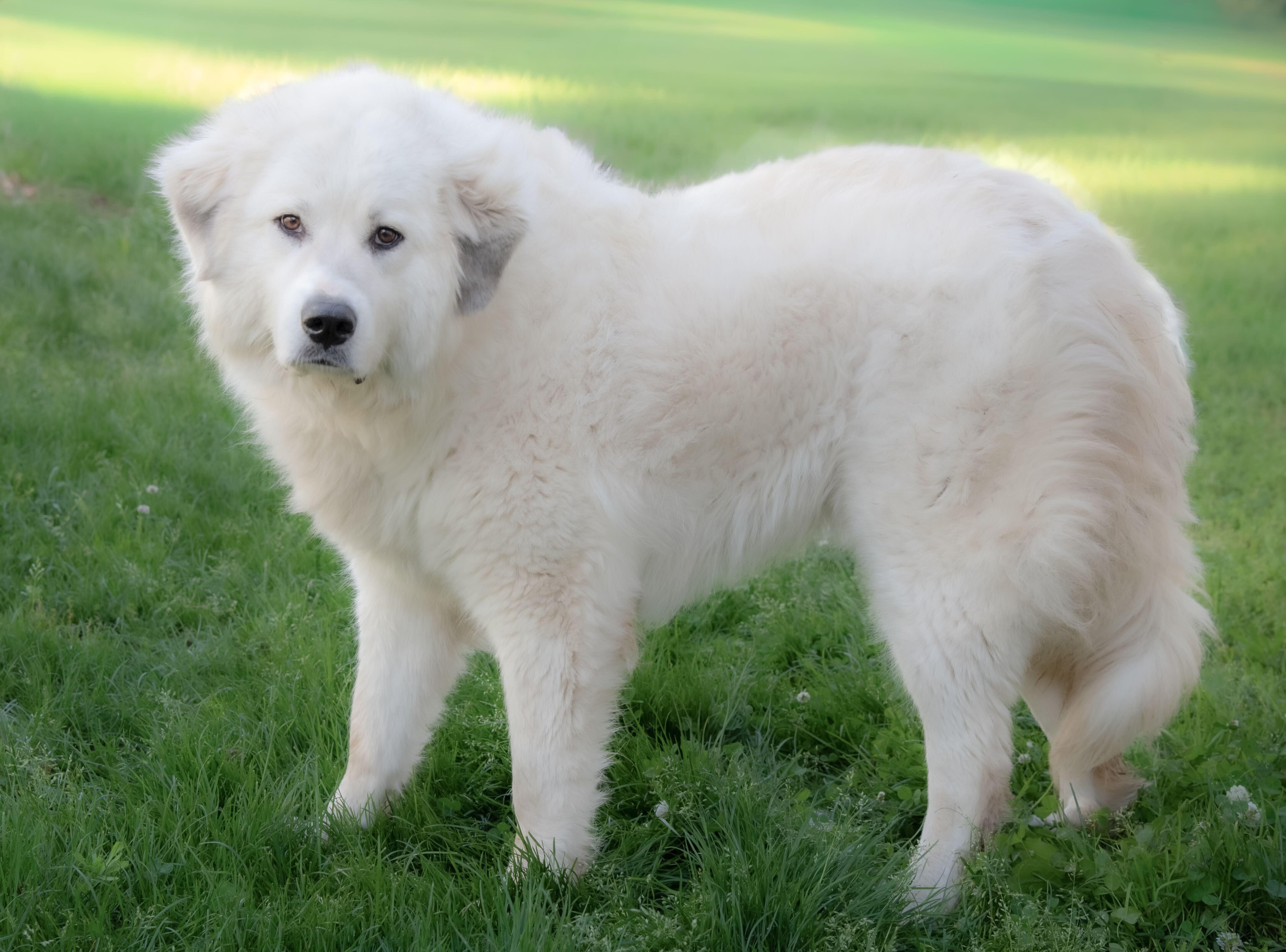 Emmie, adopted, Adult Female Great Pyrenees & Australian Shepherd.
