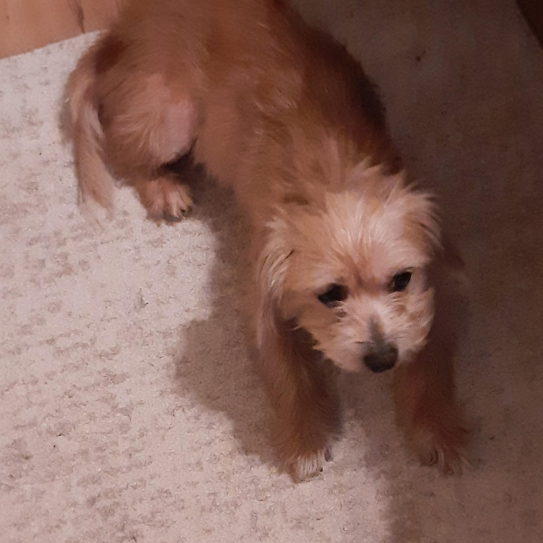 Benji, adoptable, Senior Male Norfolk Terrier.