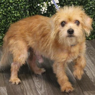 Enlarge Benji, an adoptable mixed breed in Irmo, SC image 3/4