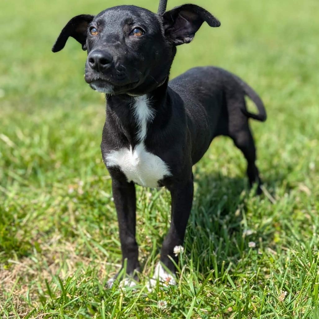 Louisiana, a Adoptable Mixed Breed in Winchester, TN image 2/3