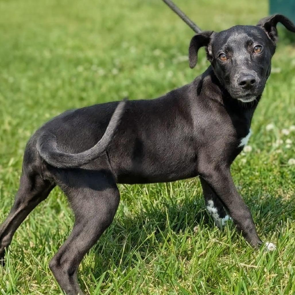 Louisiana, a Adoptable Mixed Breed in Winchester, TN image 3/3