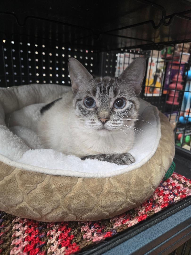 Paige, an adopted mixed breed in Hamilton, ON image 1/5