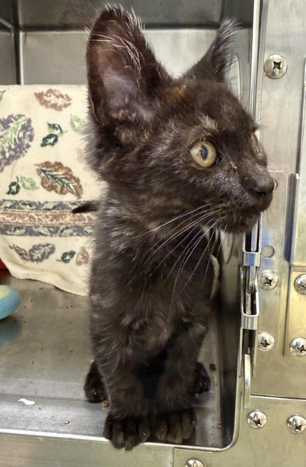 Elviro, Adoptable, Kitten Male Domestic Short Hair.