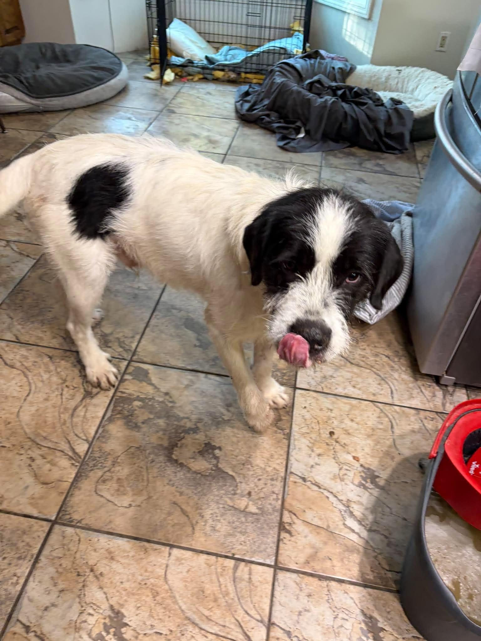 Enlarge Bigfoot, a Adoptable mixed breed in Edmonton, AB image 2/5
