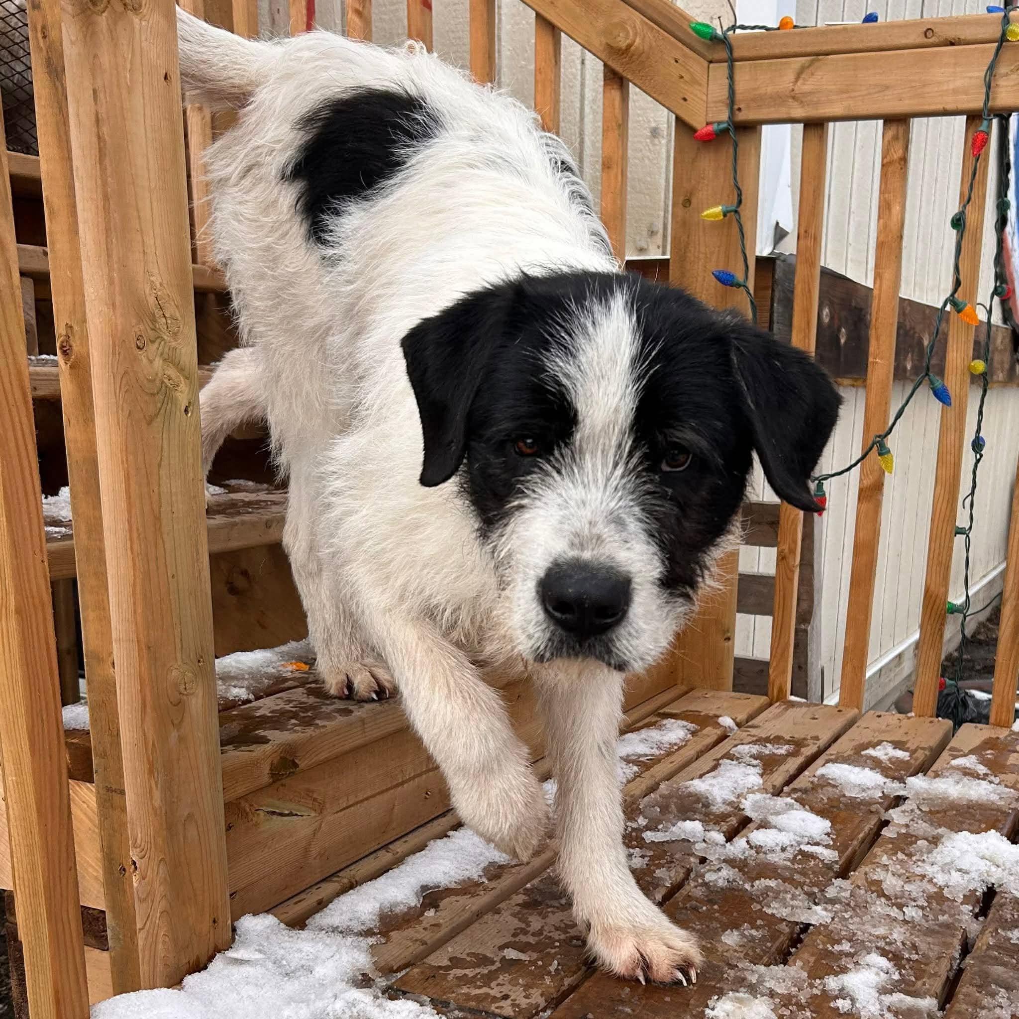 Bigfoot, Adoptable, Young Male Mixed Breed.