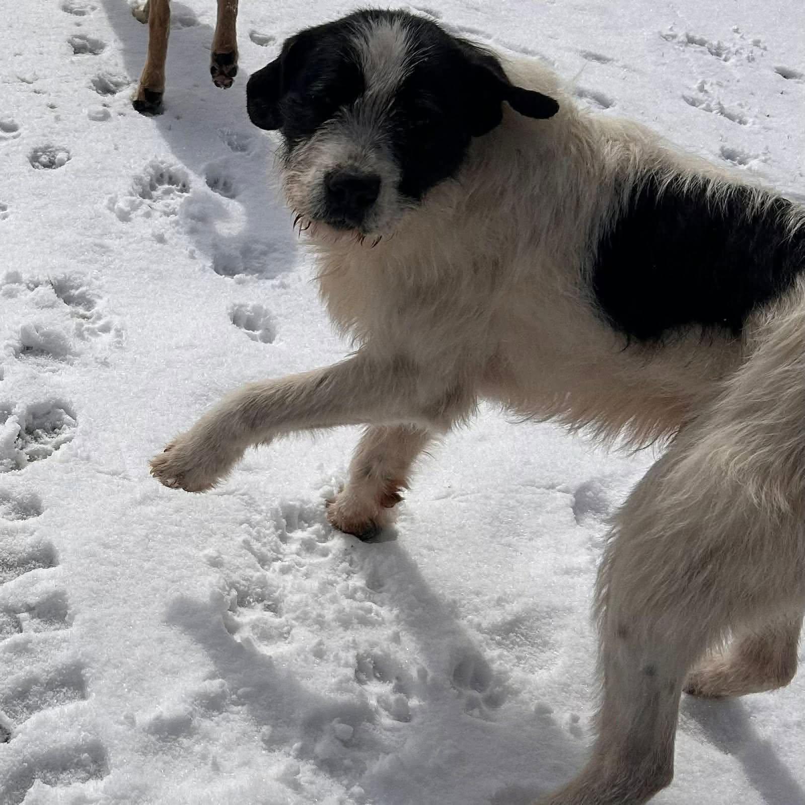 Enlarge Bigfoot, a Adoptable mixed breed in Edmonton, AB image 4/5