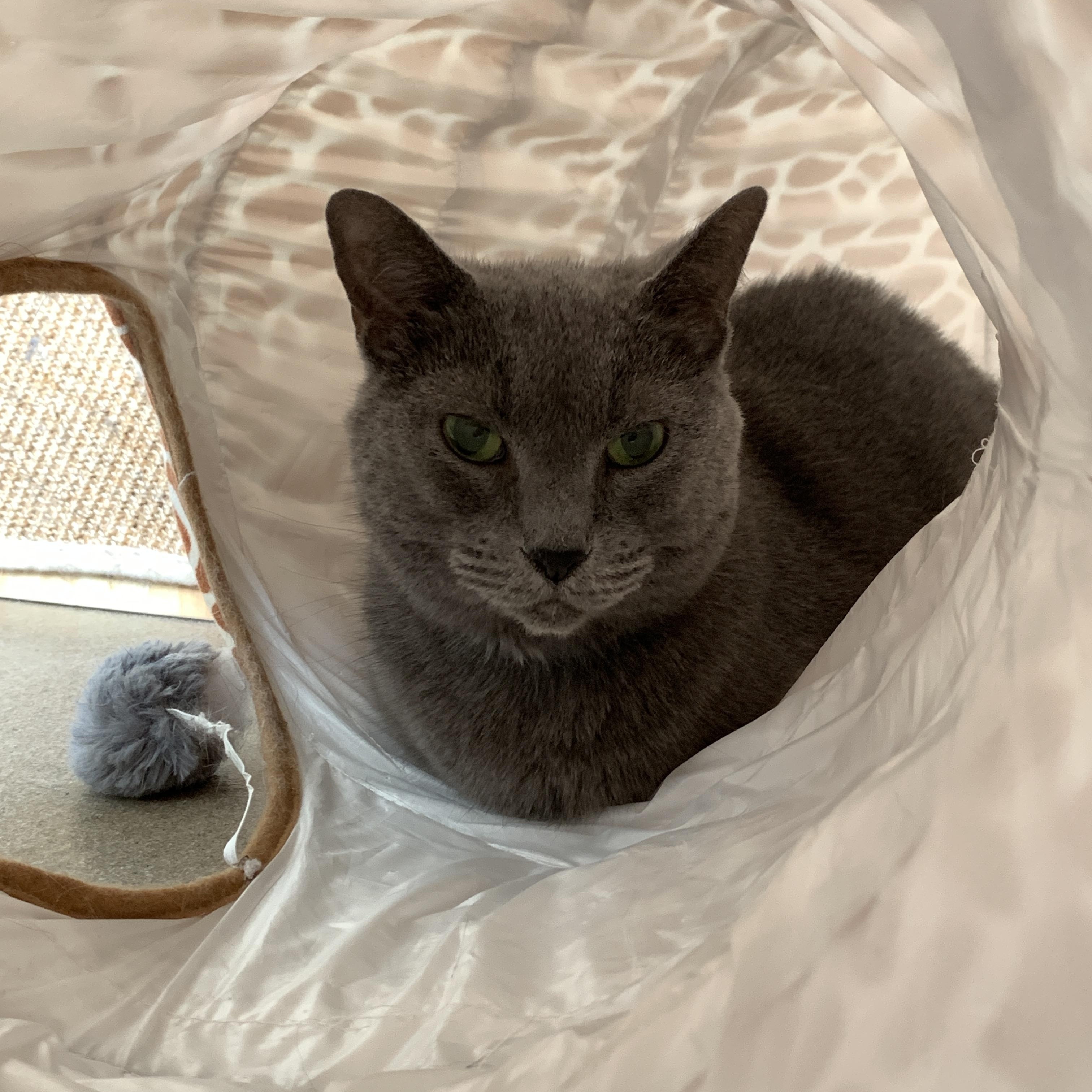 Enlarge Kyah, an adopted Domestic Short Hair in Winchester, VA image 5/5