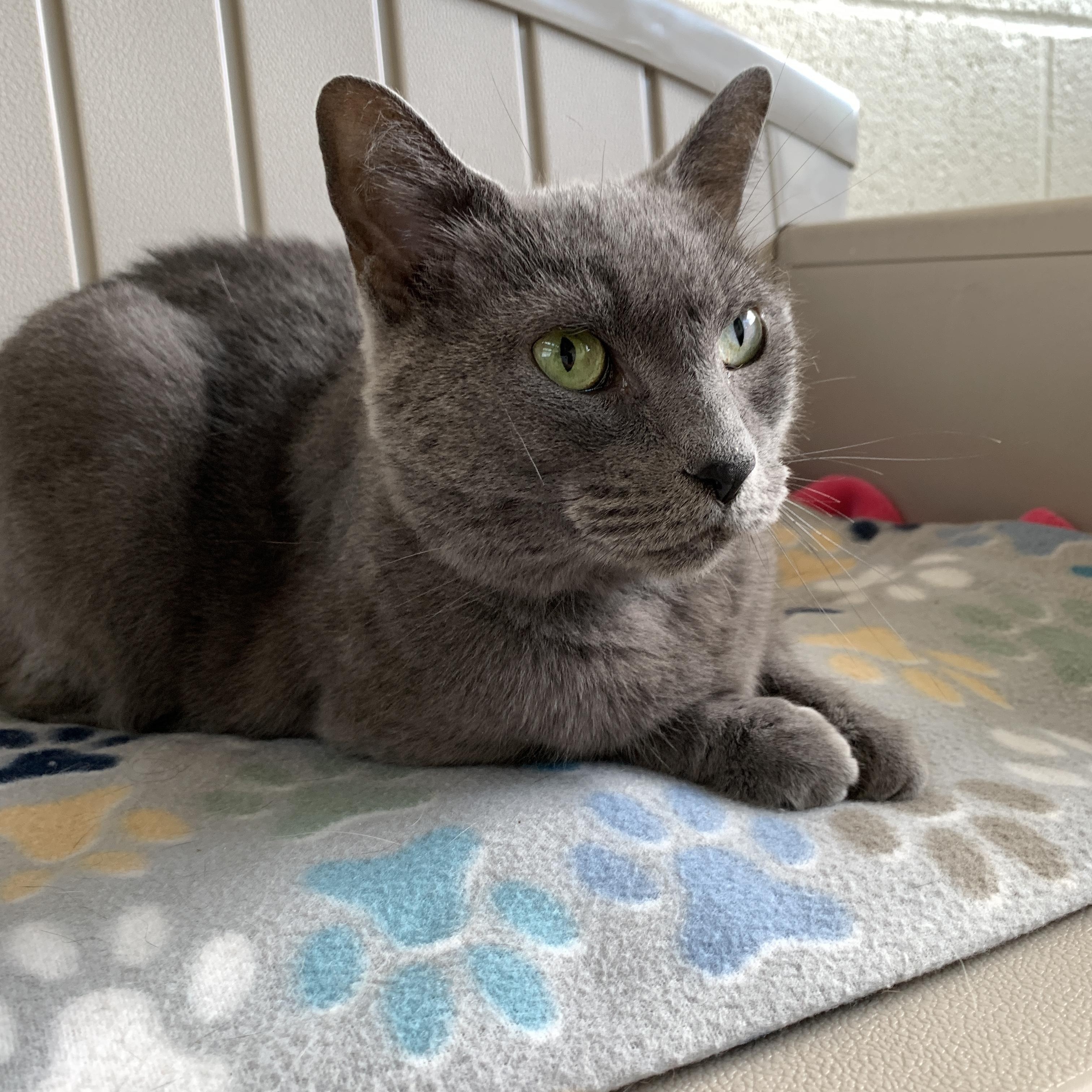 Enlarge Kyah, an adopted Domestic Short Hair in Winchester, VA image 4/5