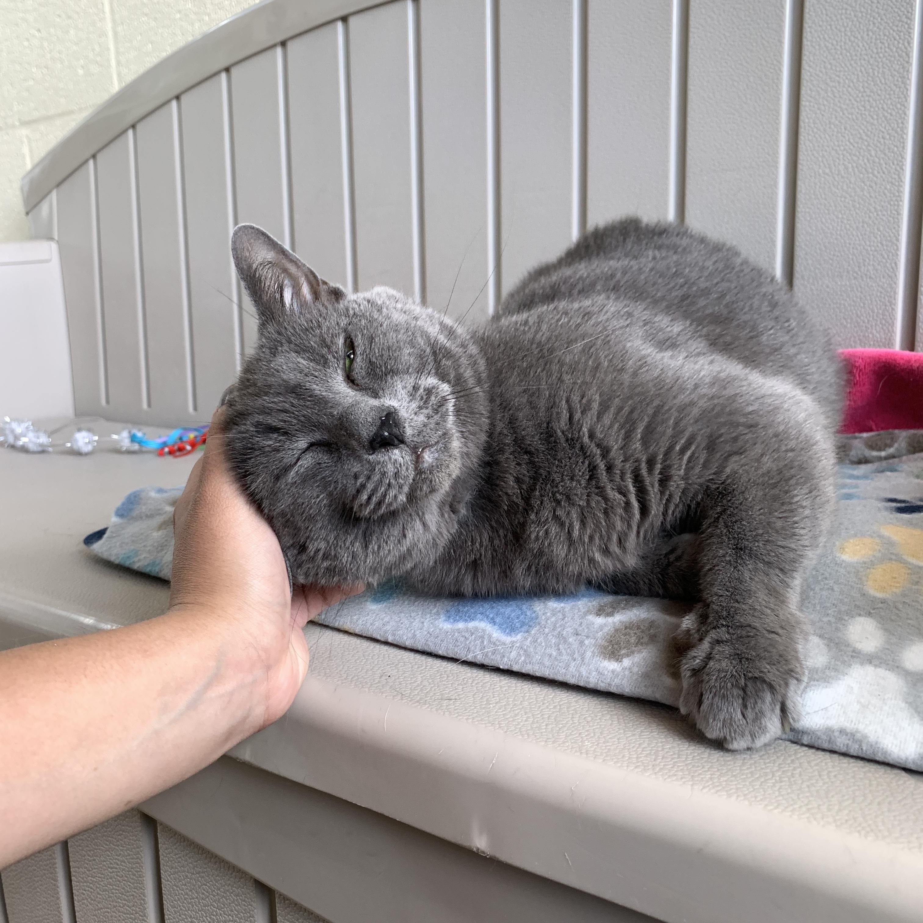 Enlarge Kyah, an adopted Domestic Short Hair in Winchester, VA image 3/5