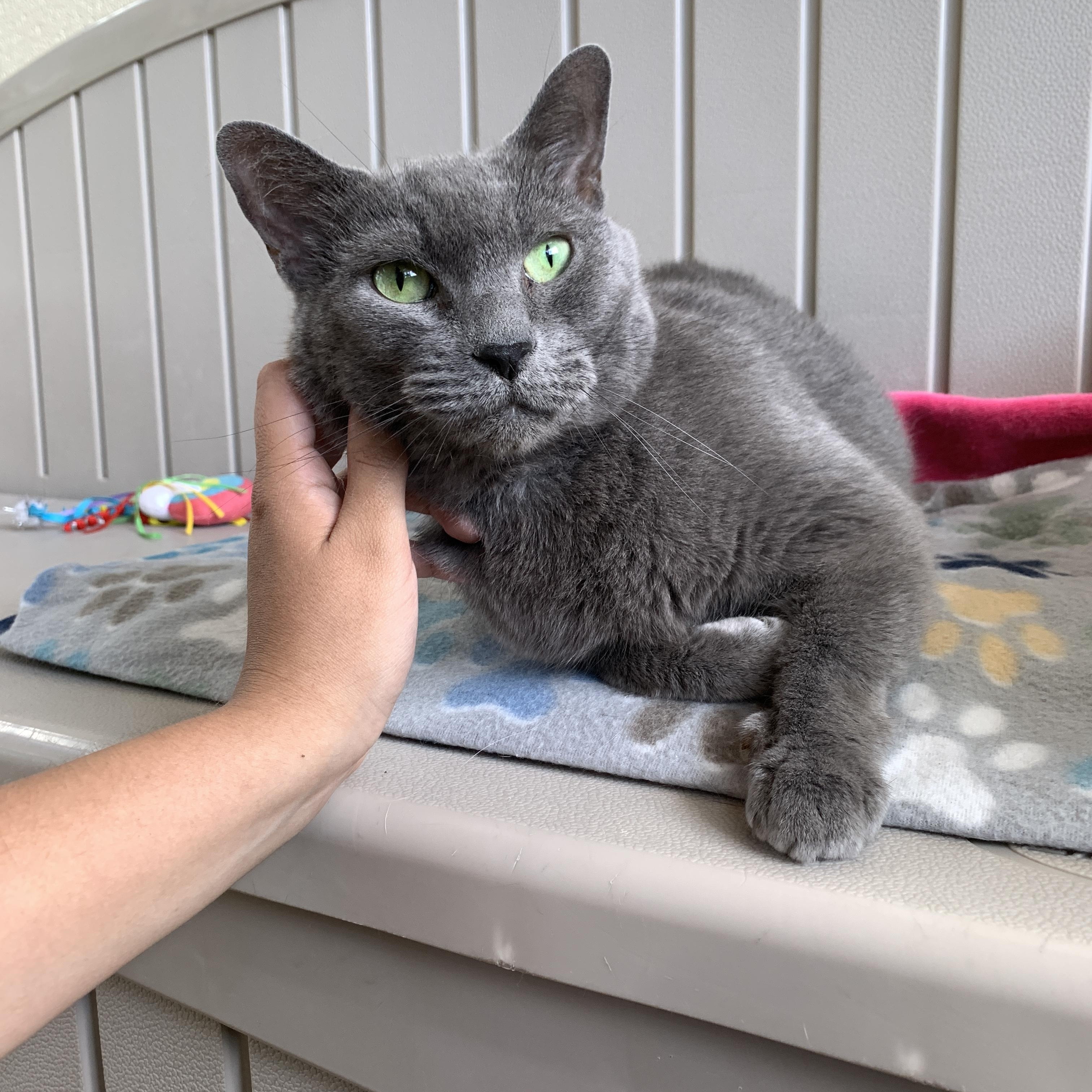 Enlarge Kyah, an adopted Domestic Short Hair in Winchester, VA image 2/5