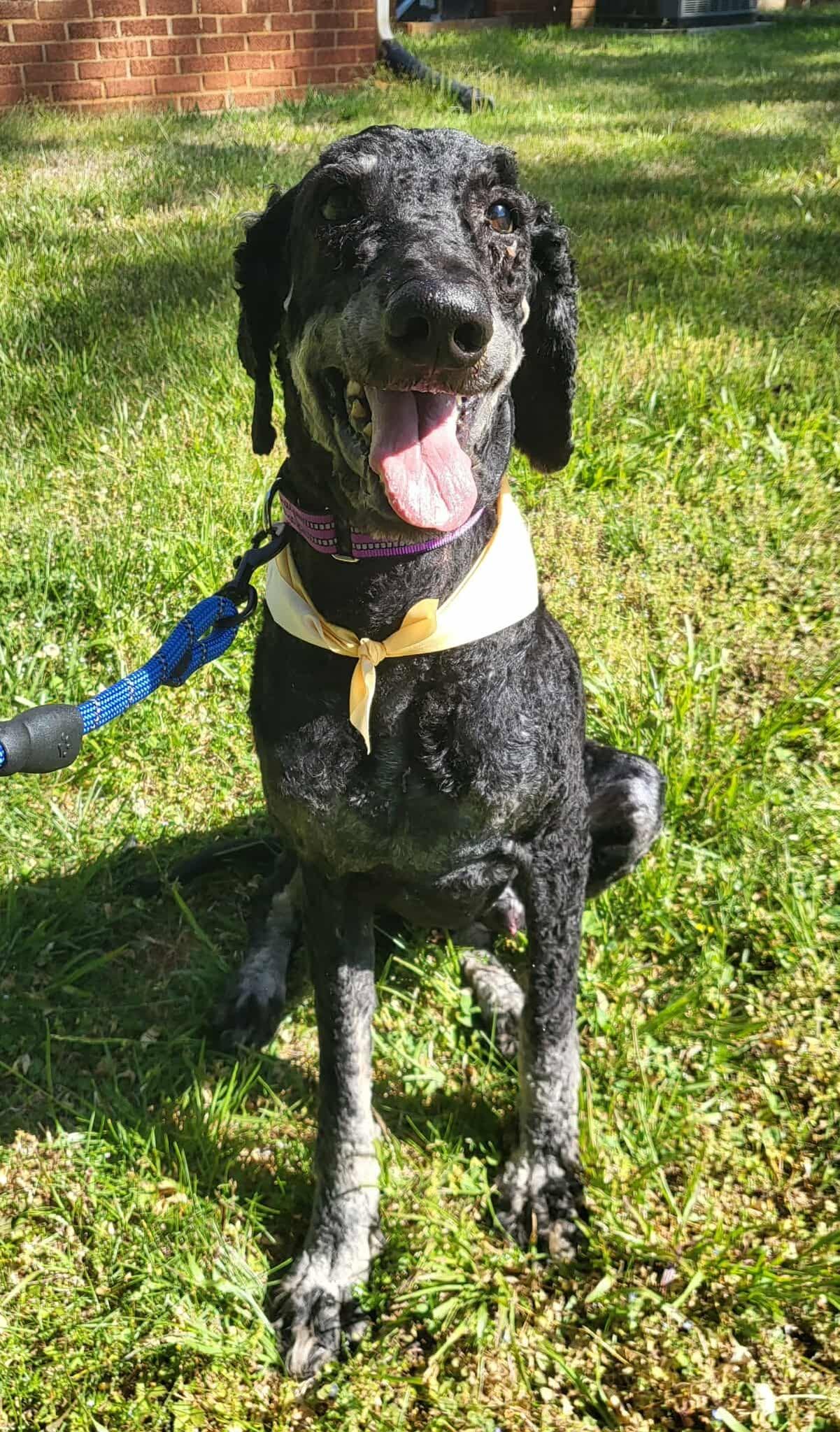 Enlarge Finn, a ADOPTABLE Standard Poodle in Salisbury, NC image 1/5