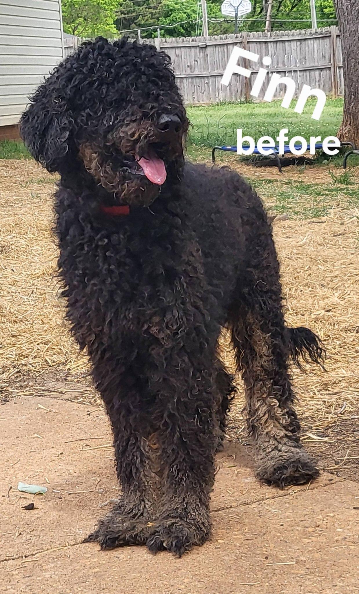 Enlarge Finn, a ADOPTABLE Standard Poodle in Salisbury, NC image 5/5
