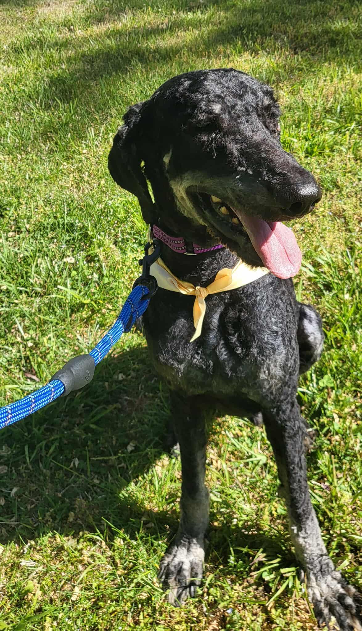 Enlarge Finn, a ADOPTABLE Standard Poodle in Salisbury, NC image 2/5