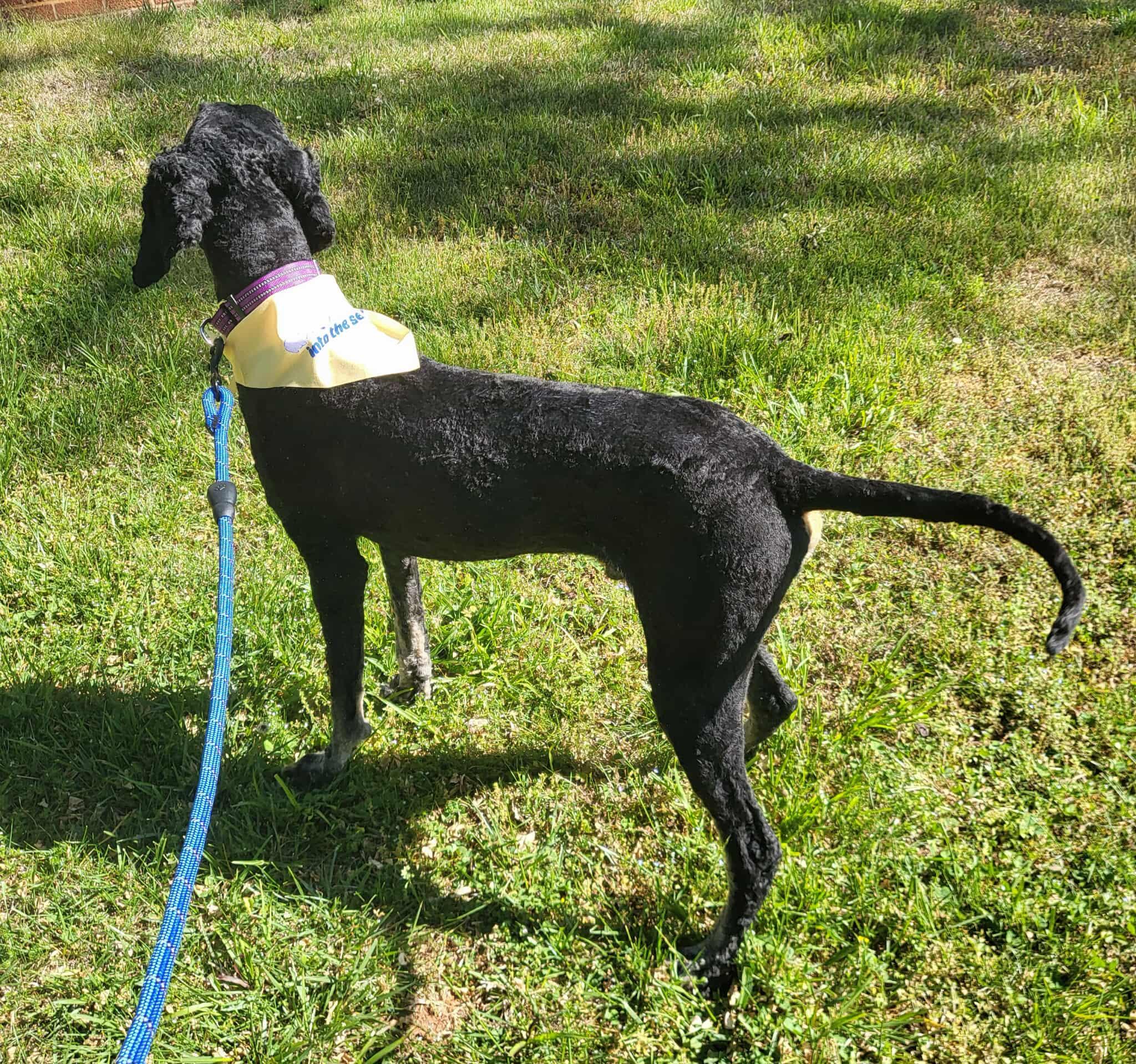 Enlarge Finn, a ADOPTABLE Standard Poodle in Salisbury, NC image 3/5