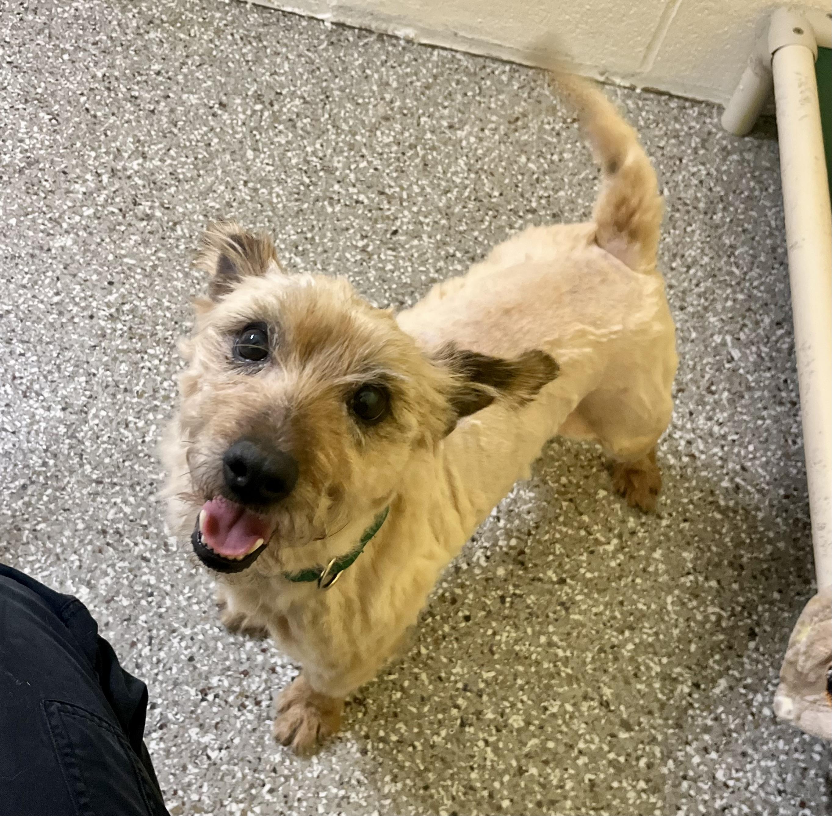 Enlarge Simba, an adopted Cairn Terrier in Seville, OH image 2/2