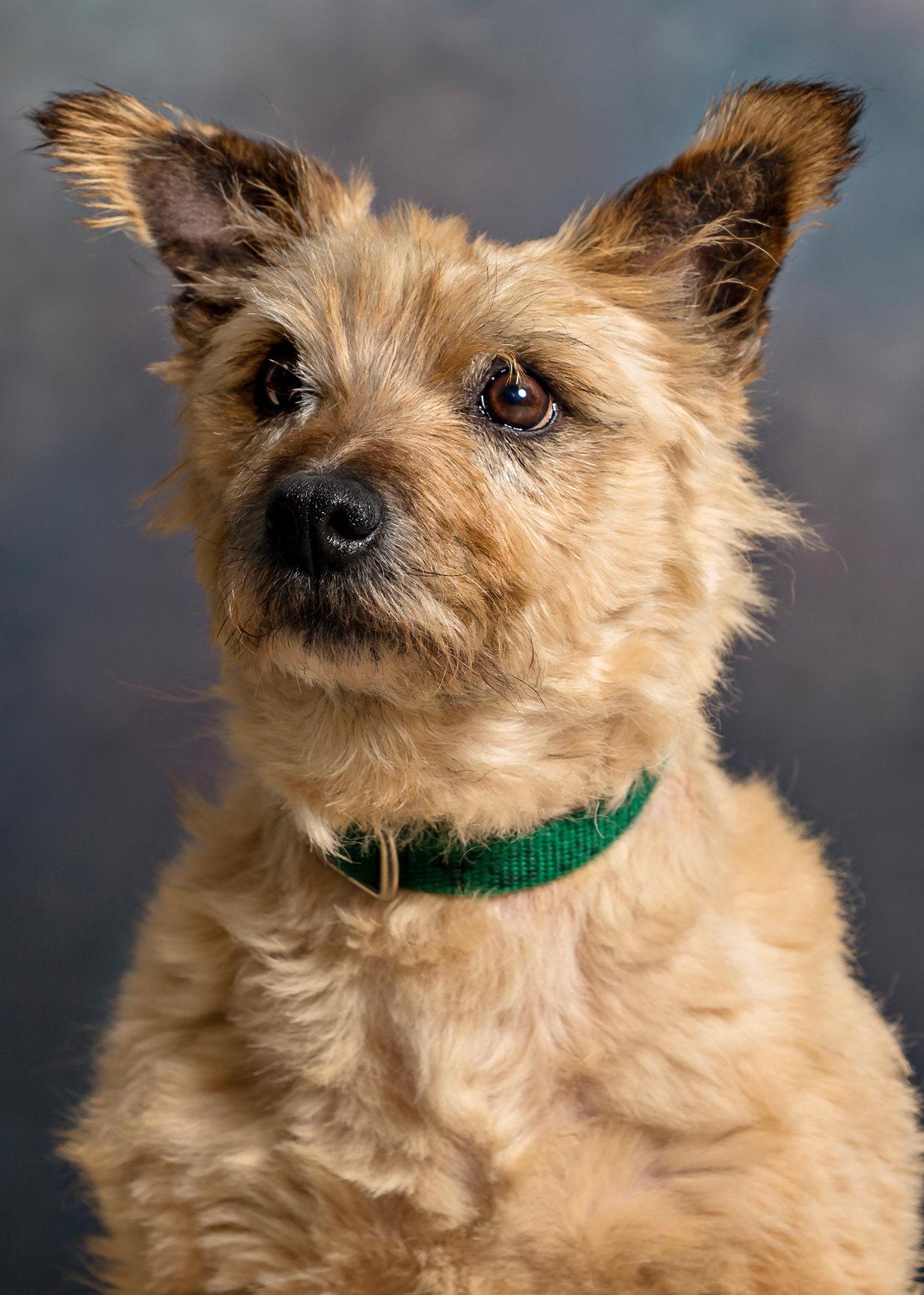 Enlarge Simba, an adopted Cairn Terrier in Seville, OH image 1/2