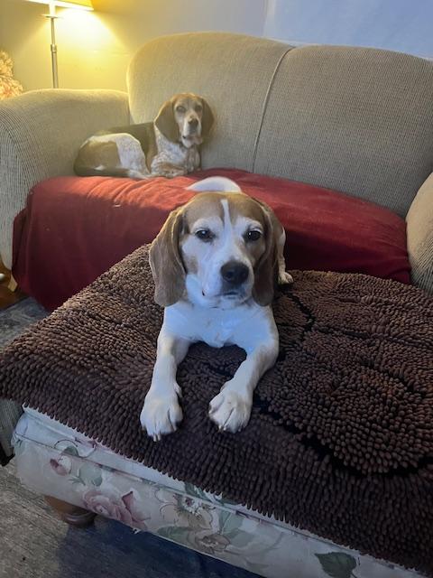 Enlarge Zeke, a ADOPTABLE Beagle in Media, PA image 5/5