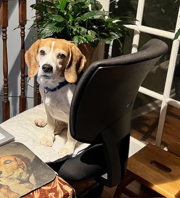 Enlarge Zeke, a ADOPTABLE Beagle in Media, PA image 2/5