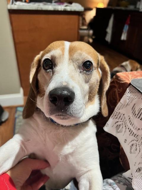 Enlarge Zeke, a ADOPTABLE Beagle in Media, PA image 1/5