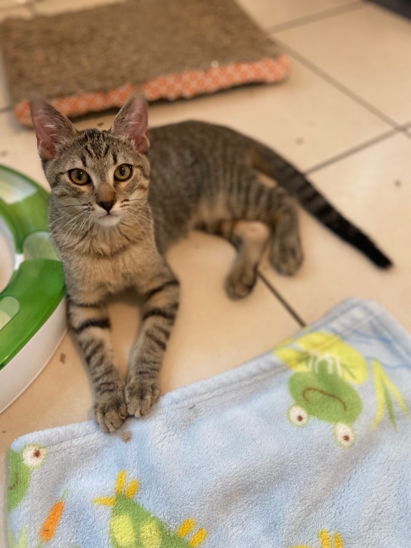 Enlarge Troy, a Adoptable Tabby in Mabank, TX image 1/10
