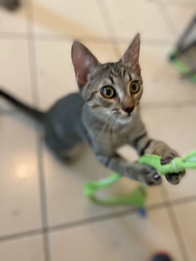 Enlarge Troy, a Adoptable Tabby in Mabank, TX image 2/10