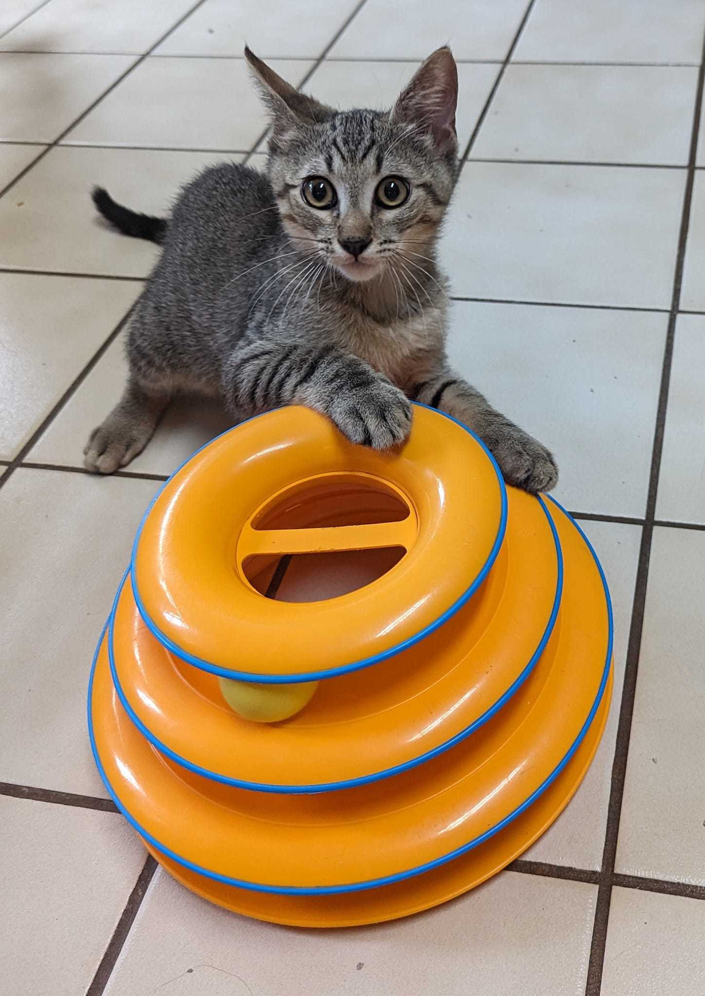 Enlarge Troy, a Adoptable Tabby in Mabank, TX image 3/10