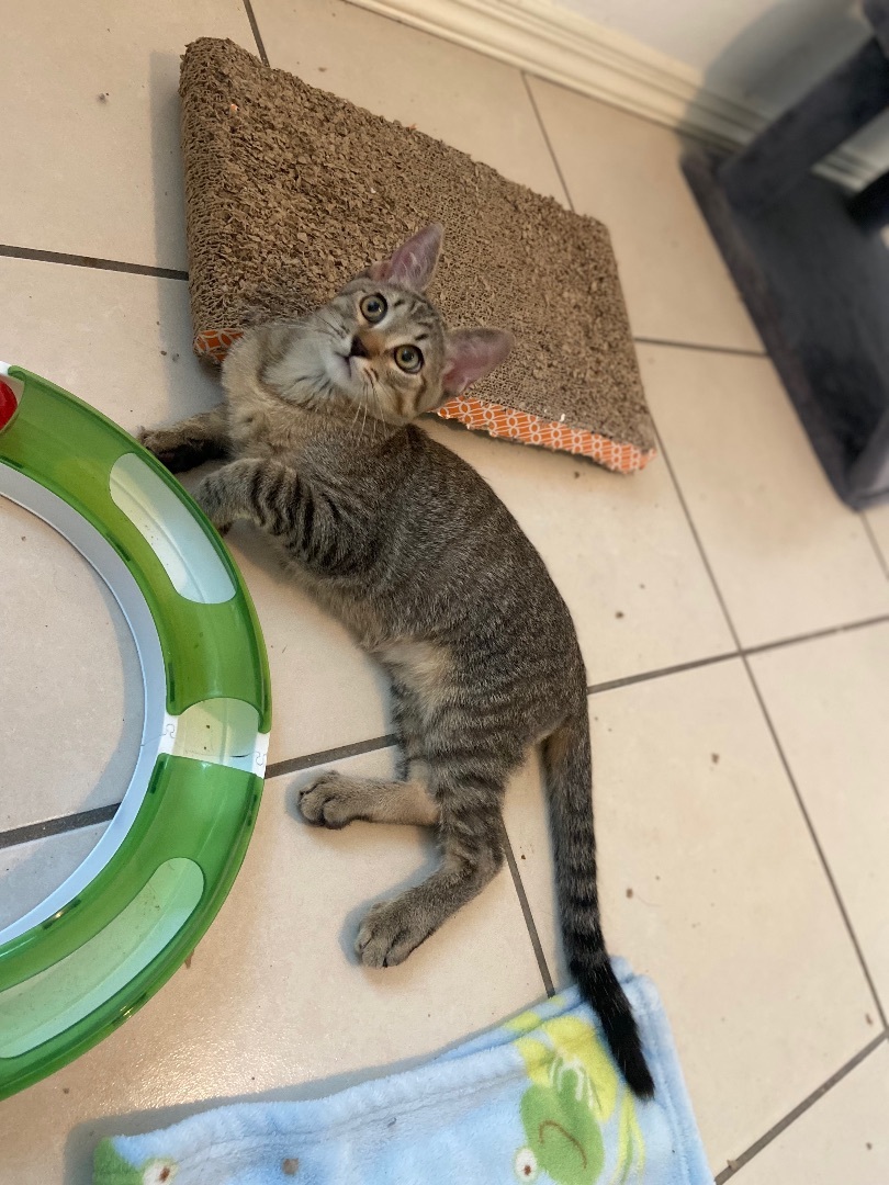 Enlarge Troy, a Adoptable Tabby in Mabank, TX image 4/10