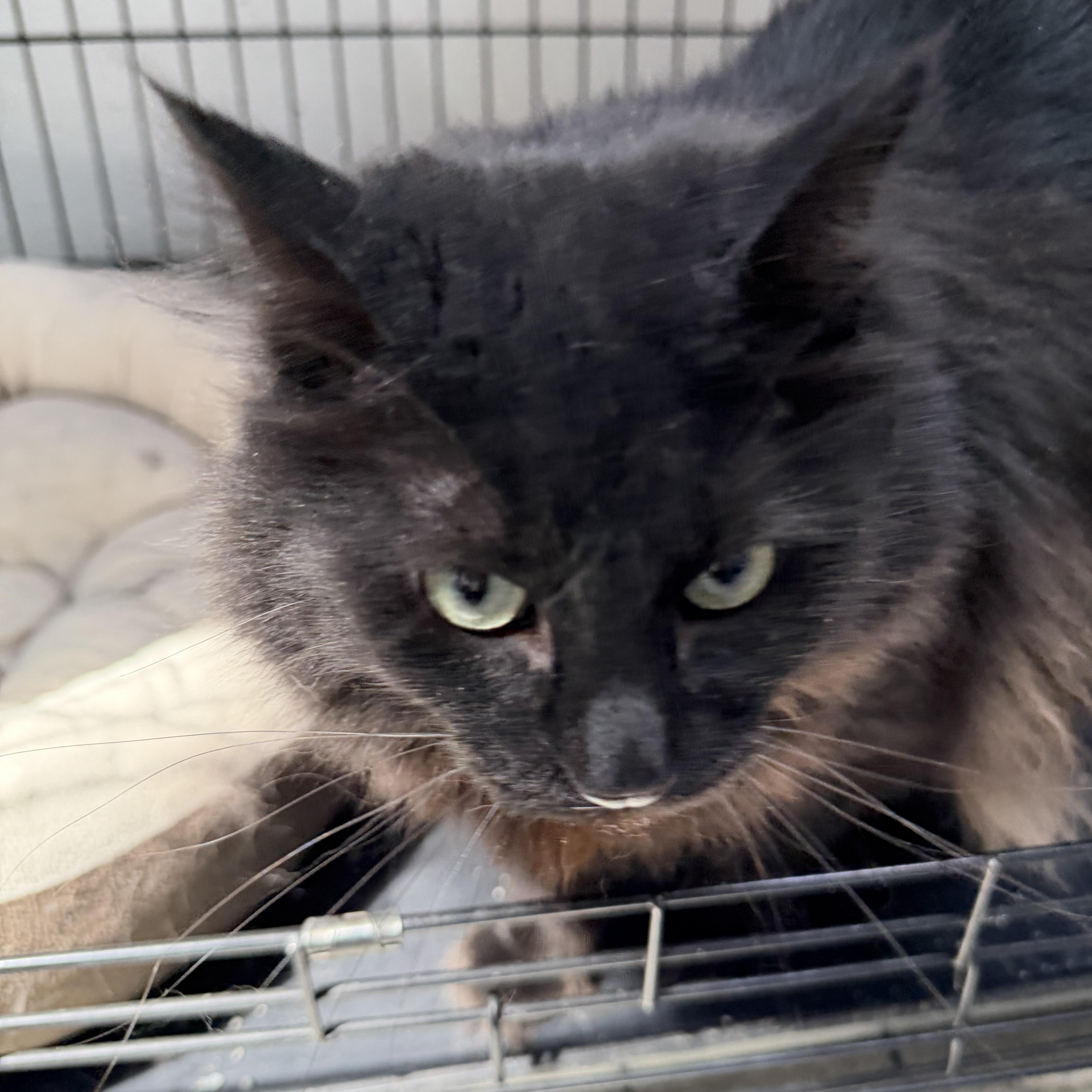 Buffy, an adopted Domestic Medium Hair in Estes Park, CO image 2/2