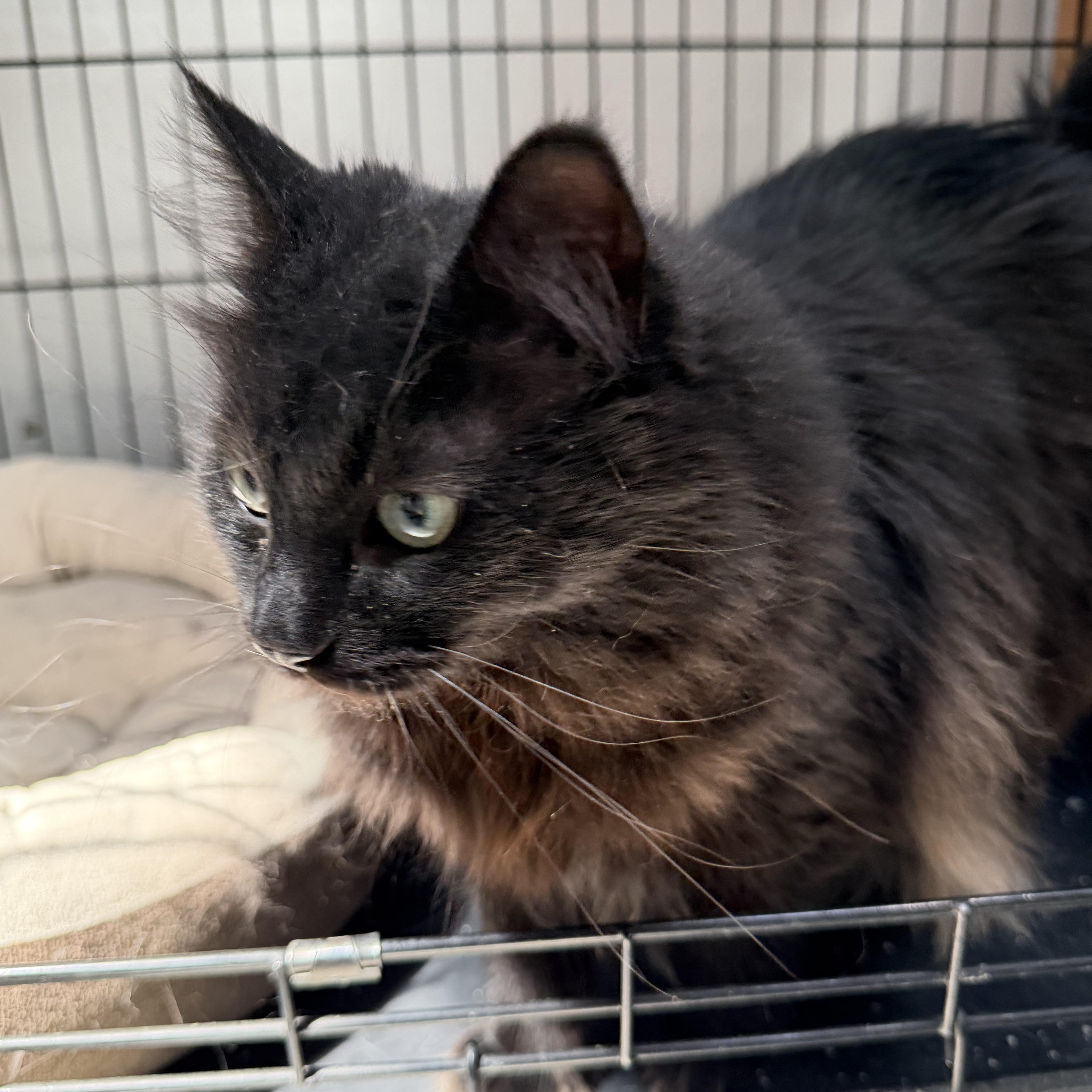 Buffy, adopted, Young Female Domestic Medium Hair.