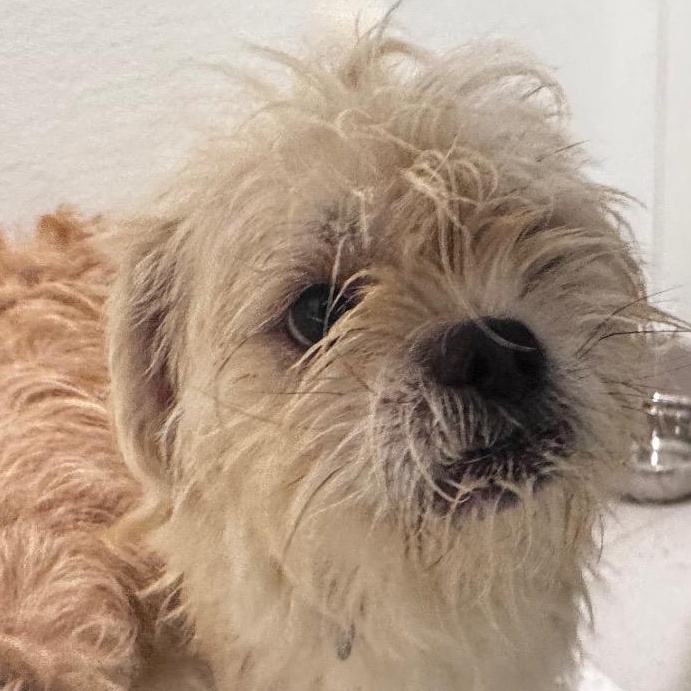 Enlarge Zeus, a Adopted mixed breed in Evanston, IL image 2/2